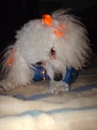 Fotos de perros